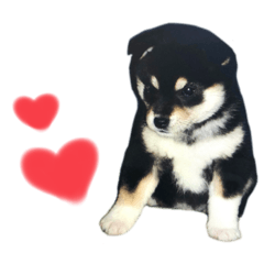 [LINEスタンプ] 黒豆柴ゆきちゃん❤︎