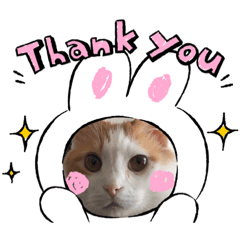 [LINEスタンプ] かわいい子猫 スタンプ