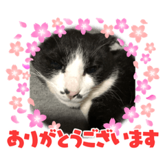 [LINEスタンプ] プリンちゃん3