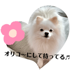 [LINEスタンプ] 白ポメ蒼空のいる日常用語♬❶