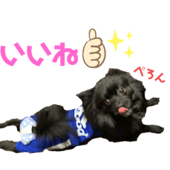 [LINEスタンプ] 真っ黒ポメラニアンの空太✱時々ルイとベル