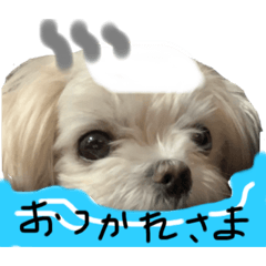 [LINEスタンプ] マルチーズのまりい