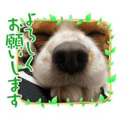 [LINEスタンプ] カワイイれお