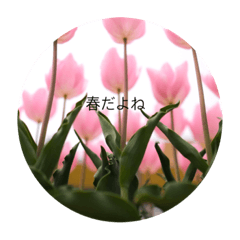 [LINEスタンプ] ちょっとした返信に使える写真スタンプ