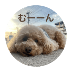 [LINEスタンプ] トイプのこもちゃん2021