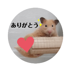 [LINEスタンプ] あんずのラフなスタンプ