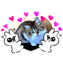 [LINEスタンプ] 保護にゃん