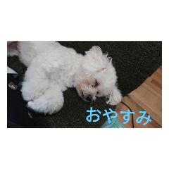 [LINEスタンプ] 私しの家のおりこおさん