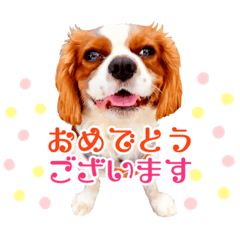 [LINEスタンプ] ちょっと大きめキャバリア犬のメイ
