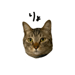 [LINEスタンプ] ウチのねこのスタンプ