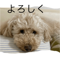 [LINEスタンプ] Australian Labradoodle MyDog Puuchan