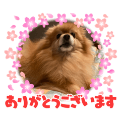 [LINEスタンプ] パールちゃんとシャアくん その2
