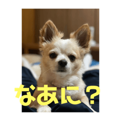 [LINEスタンプ] レオさまスタンプ❶