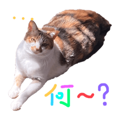 [LINEスタンプ] うちの可愛いアイドルたち(cat)