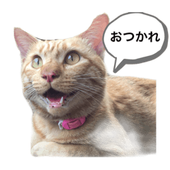 [LINEスタンプ] 猫たち☆スタンプ
