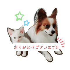 [LINEスタンプ] 犬＆猫 (dog＆cat)