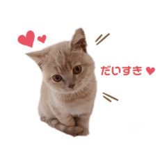 [LINEスタンプ] まろたんスタンプ NO.1