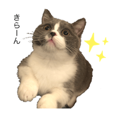 [LINEスタンプ] 猫のユパ  ミラルダ
