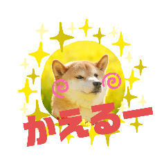 [LINEスタンプ] 柴犬みあの毎日スタンプ