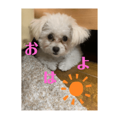 [LINEスタンプ] Nわんこ