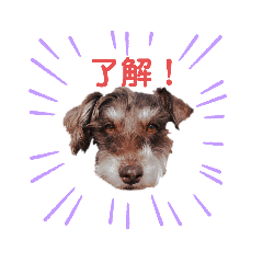 [LINEスタンプ] レバシュナるーかす。