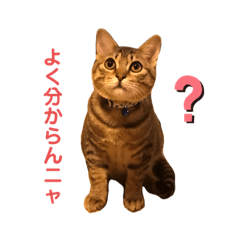 [LINEスタンプ] かつどん+α