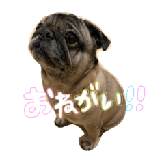 [LINEスタンプ] 我が家のあずき☆
