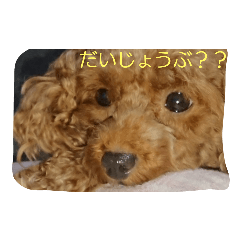 [LINEスタンプ] 日常会話 犬スタンプ
