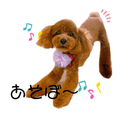 [LINEスタンプ] トイプードル⭐︎ほったんほったん