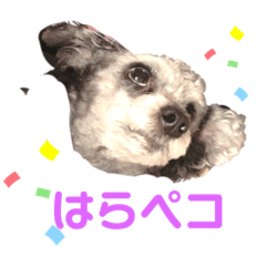 [LINEスタンプ] ブブ愛してるスタンプ。ちわぷー