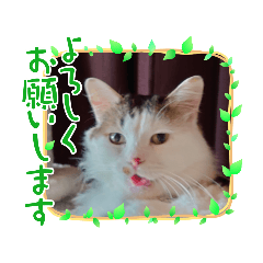 [LINEスタンプ] わんにゃん あいさつ