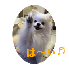 [LINEスタンプ] 白ポメ蒼空のいる日常用語♬❷