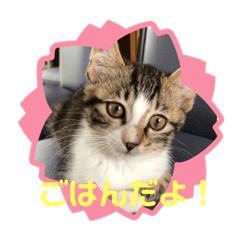 [LINEスタンプ] すずちゃん佐藤家の天使スタンプ