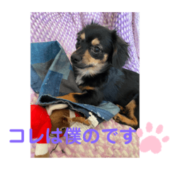 [LINEスタンプ] ソラの日常3