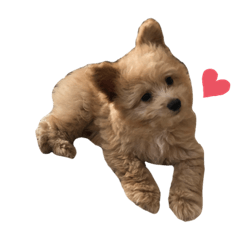 [LINEスタンプ] ポメプーのハルくん 1（Baby Haru）