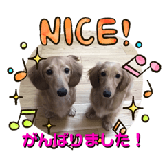 [LINEスタンプ] かわいいミニチュアダックス ベル＆スヌ
