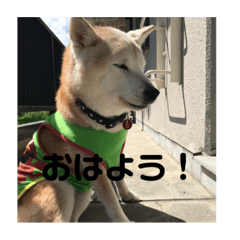 [LINEスタンプ] 犬！！！！！！！！！