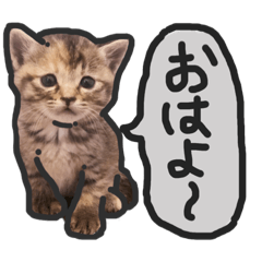 [LINEスタンプ] こねこきょうだい