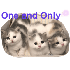 [LINEスタンプ] One and Only スタンプ ①