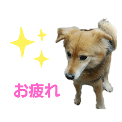 [LINEスタンプ] ももちゃん16歳