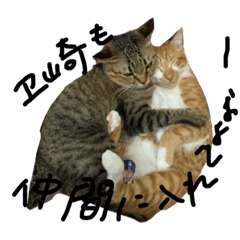 [LINEスタンプ] 猫 ときたまヱ崎