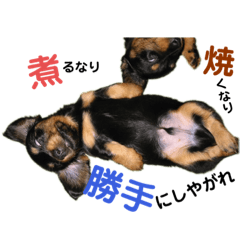 [LINEスタンプ] ダックスのなにげない日常3