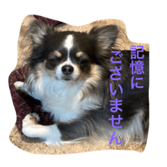 [LINEスタンプ] プリンセスチワワ