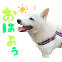 [LINEスタンプ] 便利なみるくちゃんスタンプ