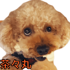 [LINEスタンプ] 我が家のアイドル茶々丸