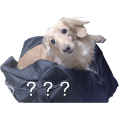 [LINEスタンプ] うちのダックスちゃん！！