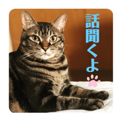 [LINEスタンプ] こたろースタンプ vol.1
