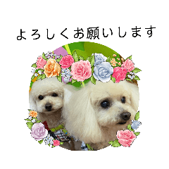 [LINEスタンプ] キラミラちゃんご挨拶
