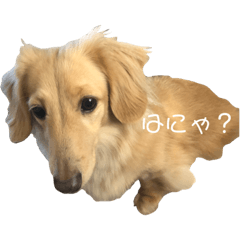 [LINEスタンプ] うちのダックスちゃん！！〜いち〜