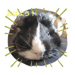 [LINEスタンプ] もちまるくんとなかまたち